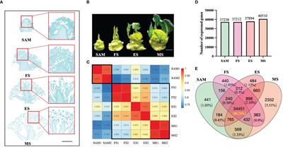 Transcriptome profiling reveals key regulatory factors and metabolic pathways associated with curd formation and development in broccoli